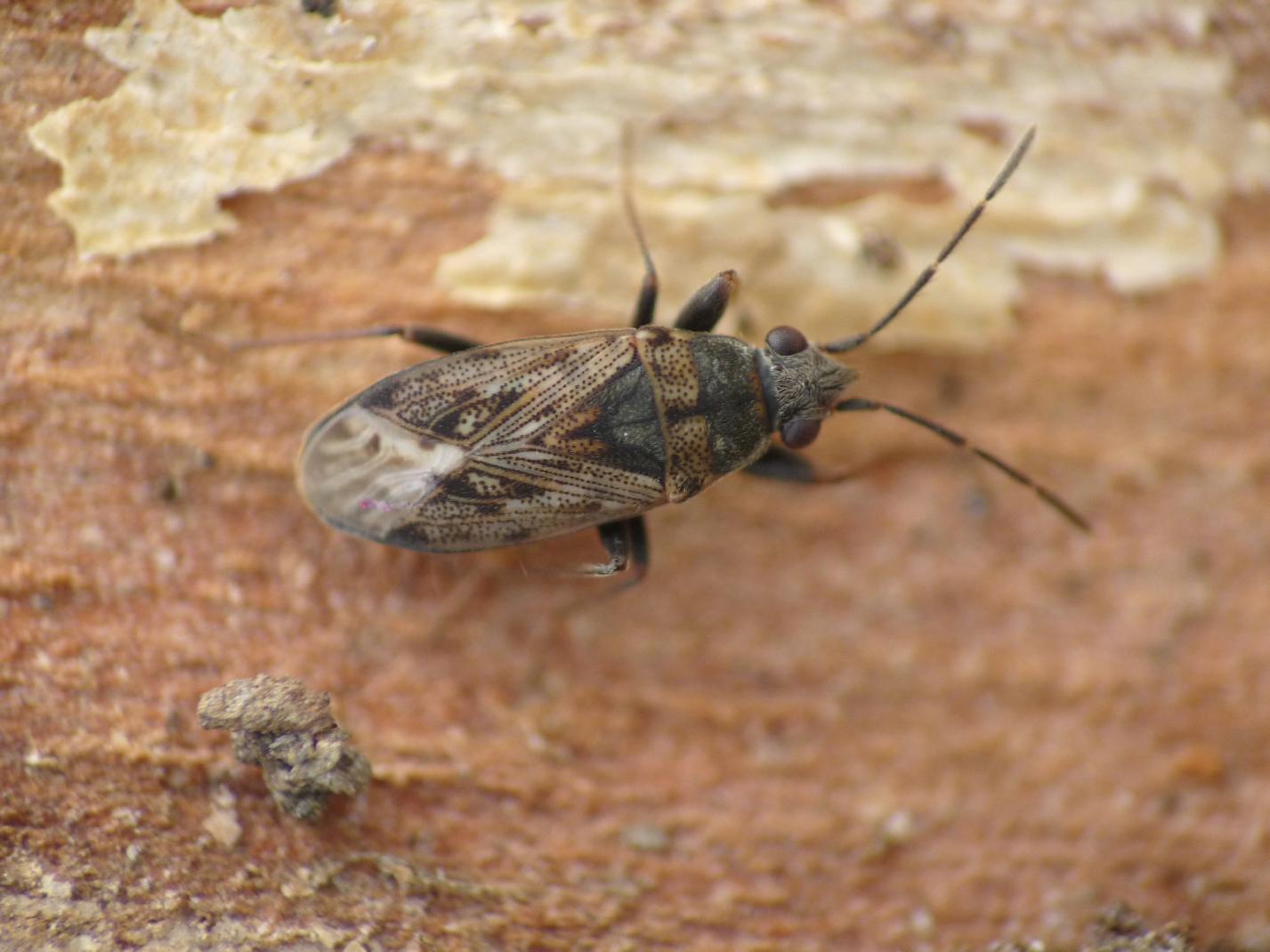 Lygaeidae: Peritrechus gracilicornis di Ostia